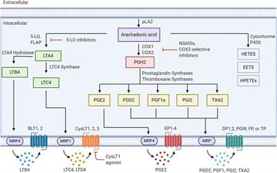 Eicosanoids in Cancer: New Roles in Immunoregulation